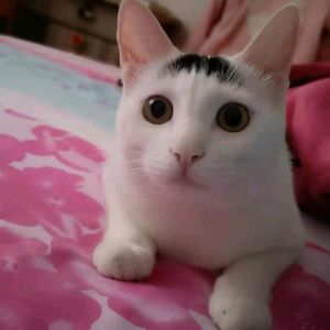 Meet your Posher, Iris